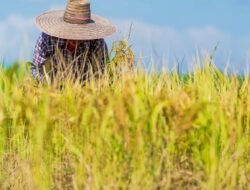 Jelang Panen Raya Petani di Sumsel Malah Tak Bergairah, Ternyata Ini Penyebabnya!