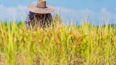 Jelang Panen Raya Petani di Sumsel Malah Tak Bergairah, Ternyata Ini Penyebabnya!