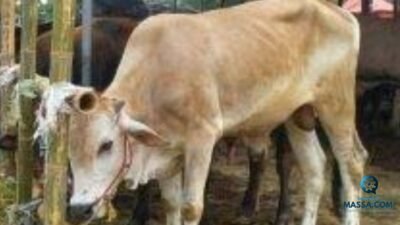 DKPP Sumsel Imbau Masyarakat Tak Beli Hewan Kurban di Pinggir Jalan