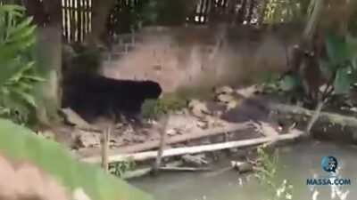 Seekor Beruang Gegerkan Warga Pendopo, Empat Lawang!