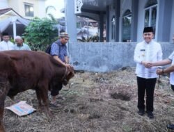 355 Ekor Sapi Disebar ke Seluruh Wilayah Sumsel