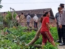 Warga Desa Penyandingan Geger, Pria Tewas Tersetrum Listrik Saat Potong Ranting Kayu