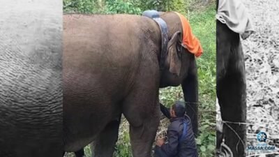 Tim Gabungan Sukses Pasang GPS Collar pada Gajah Liar di Kecamatan Suoh