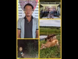 Pencuri 3 Ekor Sapi Diringkus Polisi