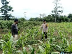 Polres Lahat Dampingi Petani Jagung Desa Partikal Baru