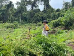 Polres Empat Lawang Bongkar Ladang Ganja Tiga Hektar
