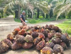 Harga TBS Sawit di Lahat Stabil Meski Terimbas Konflik Global