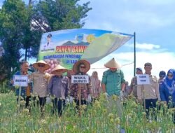 Panen Perdana Bawang Brebes Lahat, Potensi Besar Hadapi Tantangan Pemasaran