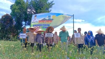 Panen Perdana Bawang Brebes Lahat, Potensi Besar Hadapi Tantangan Pemasaran