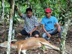 Tiga Ekor Sapi Program Ketahanan Pangan di Desa Kemu Ulu Dilaporkan Mati, Kades Beri Penjelasan