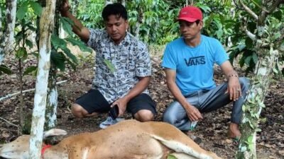 Tiga Ekor Sapi Program Ketahanan Pangan di Desa Kemu Ulu Dilaporkan Mati, Kades Beri Penjelasan