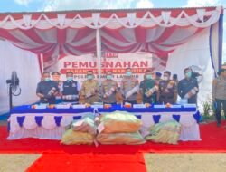Kapolda Sumsel Pimpin Pemusnahan BB kurang lebih 200 Kg Ganja, Pengungkapan Ladang 20 Hektar di Empat Lawang Tuai Apresiasi