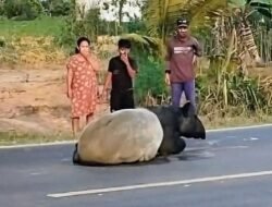Polisi Tangkap Empat Pelaku Pembunuhan Tapir di Mesuji, Dua Orang Masih Diburu