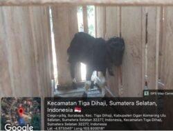 Pengelolaan Ketahanan Pangan di Desa Surabaya Aji Dipertanyakan