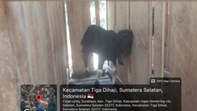 Pengelolaan Ketahanan Pangan di Desa Surabaya Aji Dipertanyakan