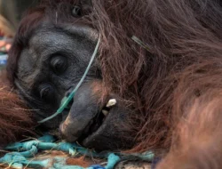 Orang Utan Ditemukan Pingsan Akibat Karhutla di Kalimantan Barat dan Diberi Nama Sampurna