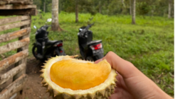 Durian Empat Lawang Jadi Penggerak Ekonomi Petani di Desa Pajar Bakti