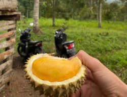 Durian Empat Lawang Jadi Penggerak Ekonomi Petani di Desa Pajar Bakti